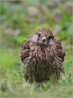 <p>POŠTOLKA OBECNÁ (Falco tinnunculus) /Common kestrel - Turmfalke/</p>